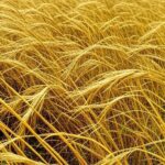 Campos de trigo no sul do Brasil, representando desafios na indústria tritícola para 2025 e ajustes para 2026.