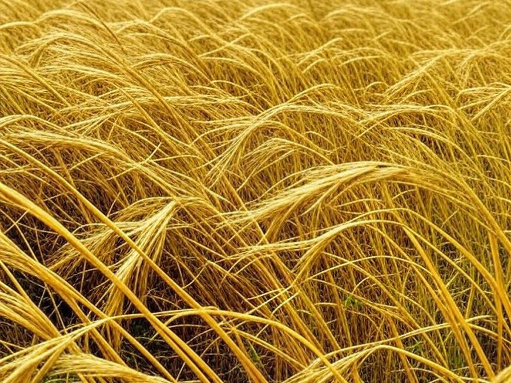 Campos de trigo no sul do Brasil, representando desafios na indústria tritícola para 2025 e ajustes para 2026.