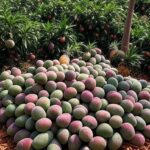 Plantação de frutas tropicais no Brasil, com caixas prontas para exportação, simbolizando negócios na Fruit Logistica.