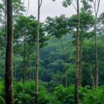 Plantação de seringueiras na Amazônia brasileira, ilustrando a produção de borracha natural com aumento de preços de importação.