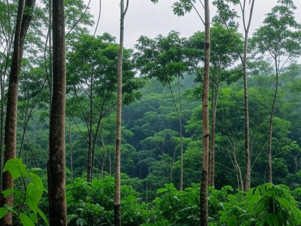 Plantação de seringueiras na Amazônia brasileira, ilustrando a produção de borracha natural com aumento de preços de importação.