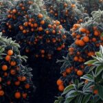 Plantação de laranjas no Brasil afetada por onda de frio intenso, com geada nas árvores e frutos.
