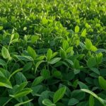 Plantação de soja sustentável no Brasil, destacando o Programa Soja de Baixo Carbono no Showtec 2024 pela Embrapa.