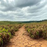 Plantação de soja afetada pela seca no interior do Brasil, ilustrando impactos climáticos em produtores rurais.
