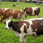 Fazenda leiteira no RS com vacas pastando e tanques de leite, ilustrando indignação de produtores com corte de preços por litro.