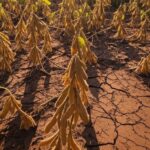 Campos de soja e milho afetados por onda de calor no Sul do Brasil, com solo seco e plantas estressadas.