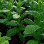 Plantação de tabaco no sul do Brasil com fertilizante reciclado para a safra 2025/2026.