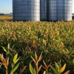Silos de armazenagem de soja e milho em fazenda no Brasil, destacando riscos na conservação de grãos.
