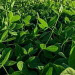 Plantação de soja no Brasil com campos verdes e silos ao fundo, refletindo alta nos preços após sinal de compras da China.