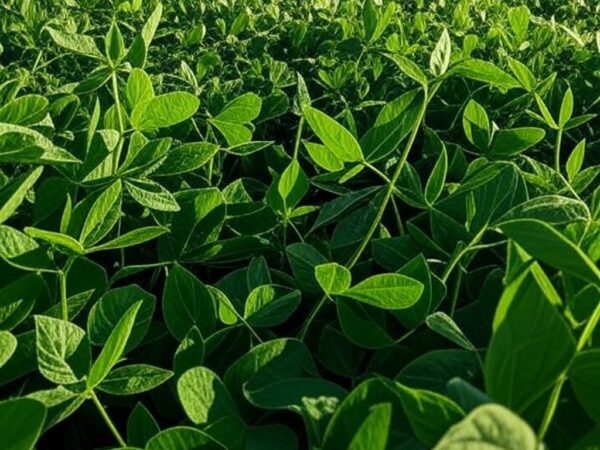 Plantação de soja no Brasil com campos verdes e silos ao fundo, refletindo alta nos preços após sinal de compras da China.