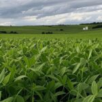 Plantação de soja no Brasil sob céu nublado, ilustrando riscos climáticos no plantio para o painel Zarc do Ministério da Agricultura.