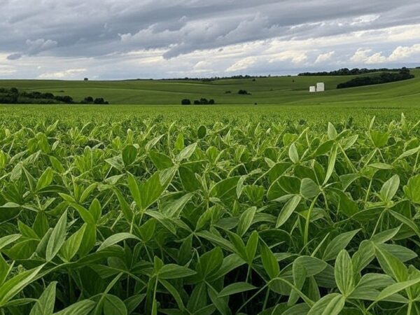 Plantação de soja no Brasil sob céu nublado, ilustrando riscos climáticos no plantio para o painel Zarc do Ministério da Agricultura.