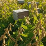 Abelhas nativas polinizando lavoura de soja no Brasil, gerando bilhões na agricultura e enfrentando ameaças graves.