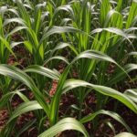 Plantação de milho branco BRS 015B na feira Show Rural Coopavel 2026 no Paraná, Brasil.