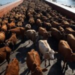 Rebanho de bovinos vivos em embarque para exportação em porto brasileiro, recorde histórico de janeiro.