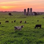 Fazenda brasileira com gado e silos de ração, representando venda de negócio de nutrição animal por 830 milhões de euros.