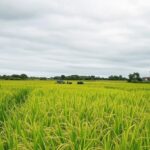 Campos de arroz no Rio Grande do Sul com colheita lenta, afetando o mercado brasileiro.