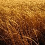 Campos de trigo dourado no Rio Grande do Sul durante safra recorde, representando superávit na balança comercial brasileira.