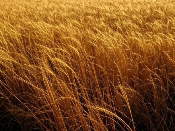 Campos de trigo dourado no Rio Grande do Sul durante safra recorde, representando superávit na balança comercial brasileira.