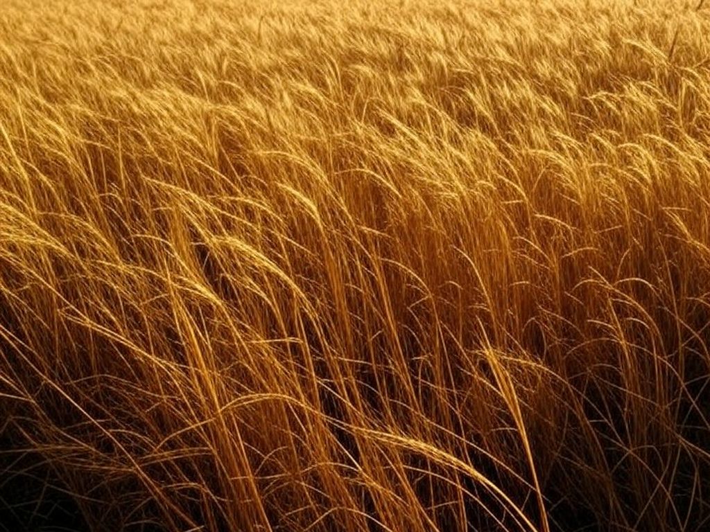 Campos de trigo dourado no Rio Grande do Sul durante safra recorde, representando superávit na balança comercial brasileira.