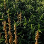 Paisagem rural brasileira com campos de cultivo e gado, simbolizando a Sociedade Rural Brasileira.