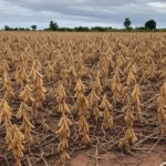 Lavoura de soja devastada pela estiagem no noroeste do Rio Grande do Sul, com plantas secas e solo rachado.