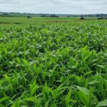 Plantação de soja no Brasil, representando elevação no custo do crédito agro devido a recuperações judiciais.