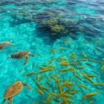 Vista da Amazônia Azul com oceano azul, recifes de coral e biodiversidade marinha sustentável na costa brasileira.
