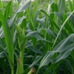 Plantação de milho no Cerrado brasileiro ameaçada por percevejo-barriga-verde, com folhas e espigas danificadas.