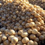 Pilhas de cebolas despejadas na BR-428 em protesto contra preços baixos no Vale do São Francisco.