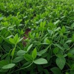 Plantação de soja no Brasil ilustrando mercado com preços mistos e quedas na CBOT.