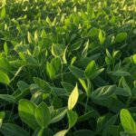 Plantação de soja, trigo e tecnologias florestais em feira agrícola no Show Rural 2024 da Embrapa no Brasil.