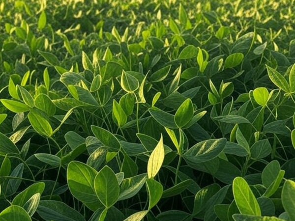 Plantação de soja, trigo e tecnologias florestais em feira agrícola no Show Rural 2024 da Embrapa no Brasil.