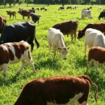 Fazenda brasileira com gado beef-on-dairy pastando em campo verde, ilustrando desafios operacionais na MILK Conference 2025.