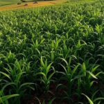 Paisagem rural brasileira com campos de cultivo e fazenda, simbolizando a Sociedade Rural Brasileira.