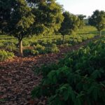 Plantação de noz-pecã no sul do Brasil, árvores carregadas de frutos em paisagem rural, estimativa de safra para 2026.