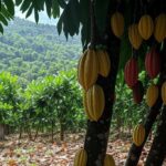 Plantação de cacau no sul da Bahia, Brasil, representando pressão de produtores por suspensão de importações após queda de 65% nos preços.