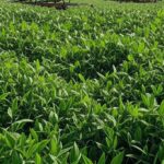 Campo agrícola sustentável no Brasil com painéis solares e irrigação moderna, ilustrando parceria para inovação no agronegócio.