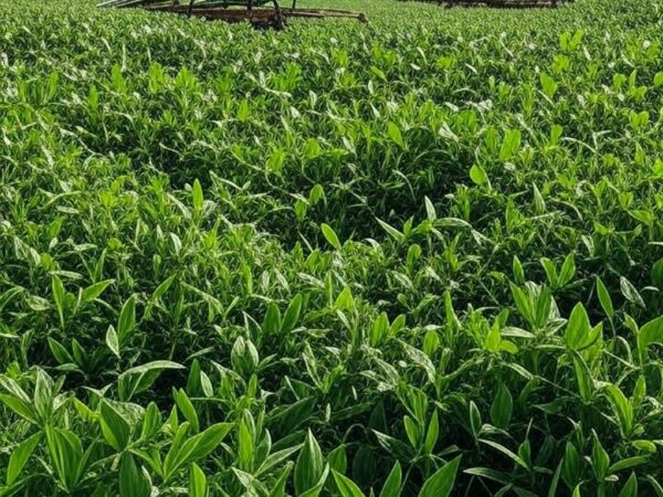 Campo agrícola sustentável no Brasil com painéis solares e irrigação moderna, ilustrando parceria para inovação no agronegócio.