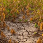 Plantação de soja afetada pela seca no Brasil, com solo rachado e plantas murchas.