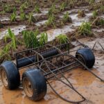 Plantação rural em Guaratuba danificada por eventos climáticos, com prédio judicial ao fundo, representando suspensão de dívidas de produtor.