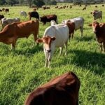 Rebanho de bovinos em fazenda no Brasil, representando aumento no abate segundo IBGE.