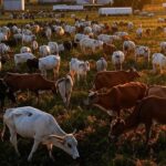 Rebanho de gado em fazenda brasileira, ilustrando proposta de cota de exportação de carne para a China em 2026.