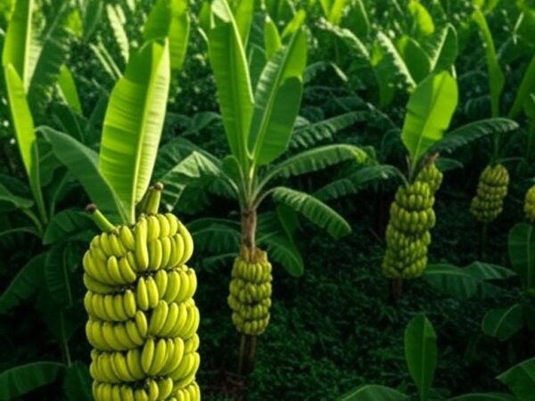 Plantação de banana e pupunha em área rural no Brasil, revelada por MapBiomas com 1,2 milhão de hectares.