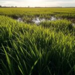 Plantação de arroz no RS com estimativa de 175 sacas por hectare apesar de altas temperaturas.