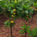 Plantação de cacau no Pará, com árvores e frutos, representando desafios do agro paraense.