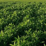 Plantação de soja no Brasil representando discussão sobre implementação do B15 em reunião virtual com Abiove.