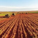 Plantação de soja em colheita em Mato Grosso, liderando produção nacional a 27,3%.