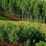 Plantação de eucaliptos editados com CRISPR aprovada pela CTNBio no Brasil.