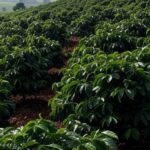 Plantação de café em Três Pontas, MG, com solos saudáveis para cafeicultura durante dia de campo.